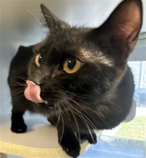Scrunchy - Domestic Short Hair