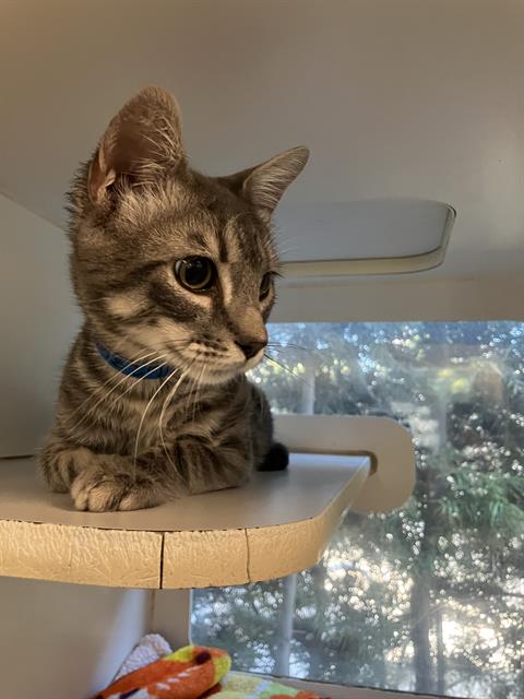 picture of the cat needing adoption