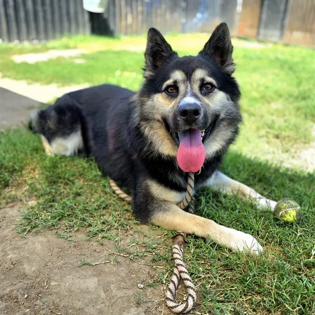 Pockets - German Shepherd Dog