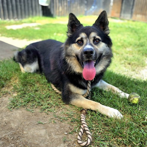 picture of the dog needing adoption