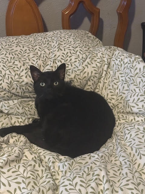 picture of the cat needing adoption