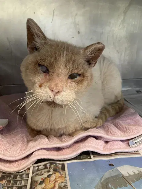 Jonas - Domestic Short Hair