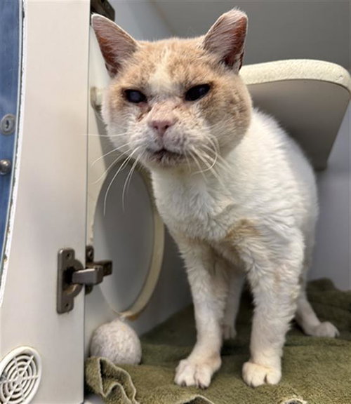 picture of the cat needing adoption