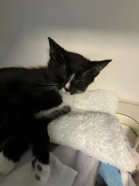 Logan - Domestic Short Hair