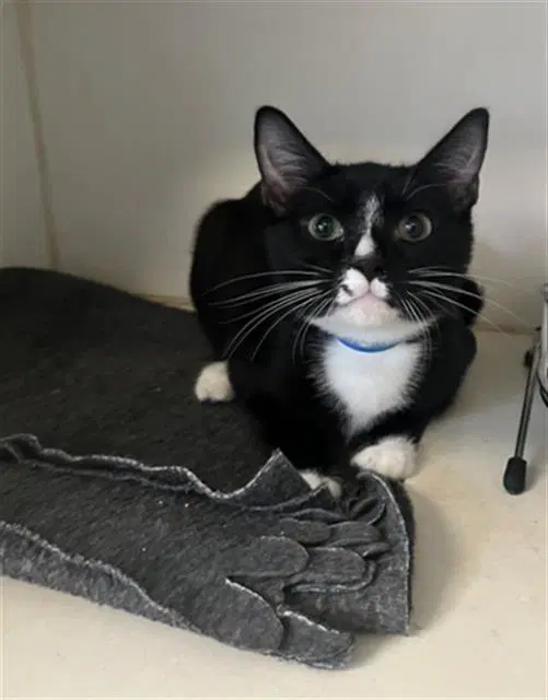 Logan - Domestic Short Hair