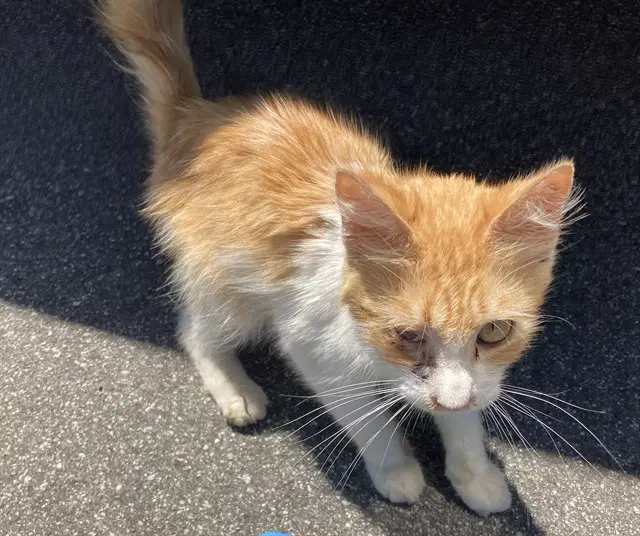 Morty - Domestic Short Hair