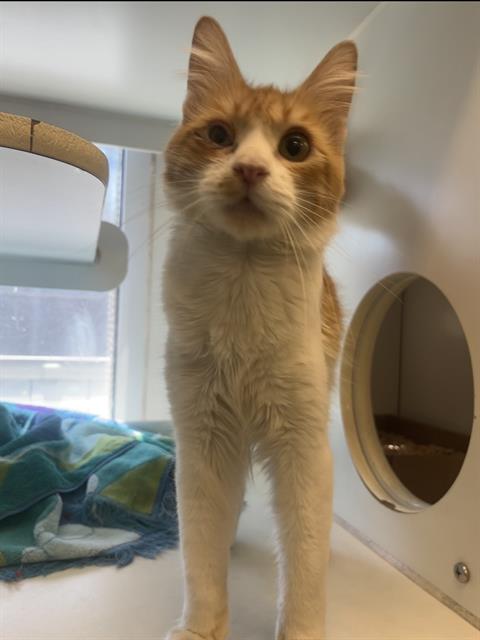 picture of the cat needing adoption