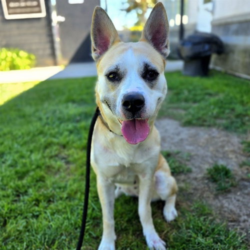 picture of the dog needing adoption