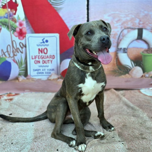 picture of the dog needing adoption