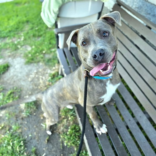 picture of the dog needing adoption
