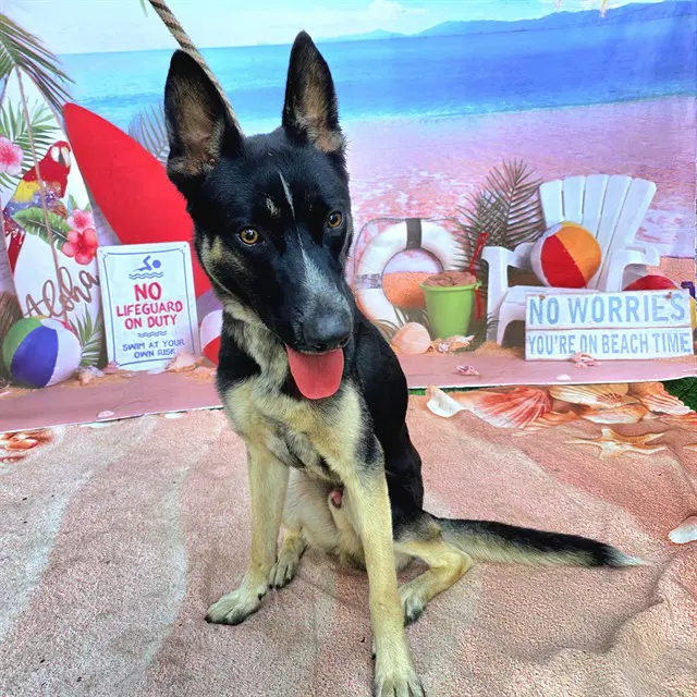 Parker - German Shepherd Dog