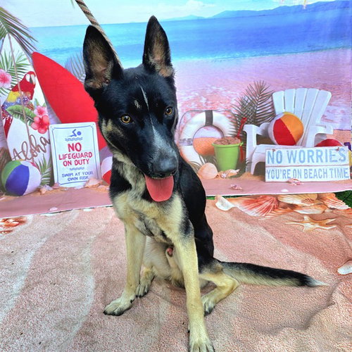 picture of the dog needing adoption