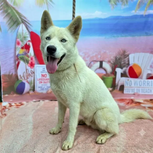 Leslie - Husky