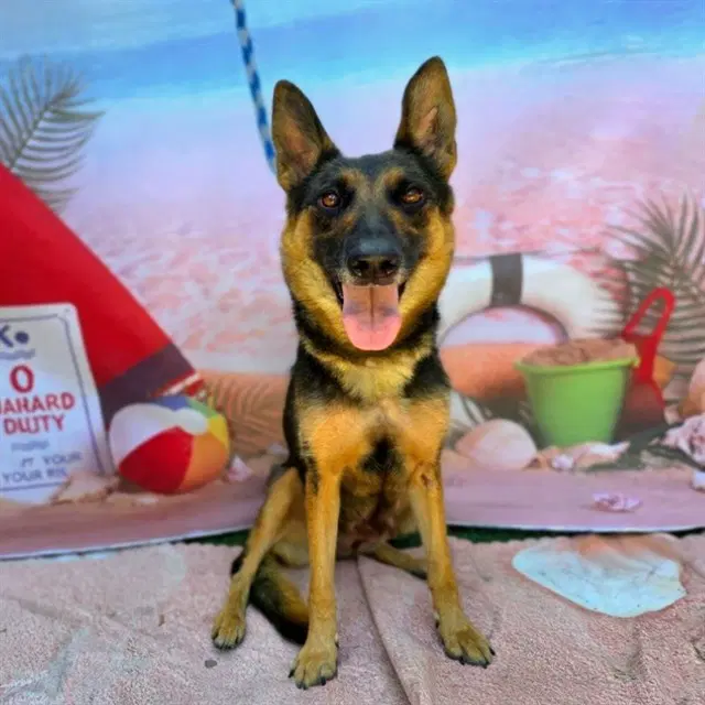 Willow - German Shepherd Dog