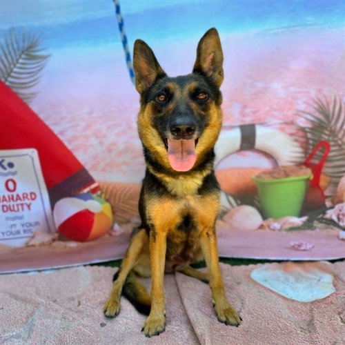 picture of the dog needing adoption