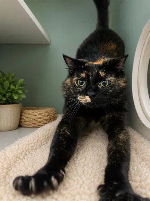 Jubilee - Domestic Short Hair