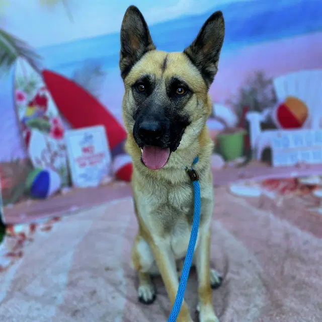 Rocko - German Shepherd Dog