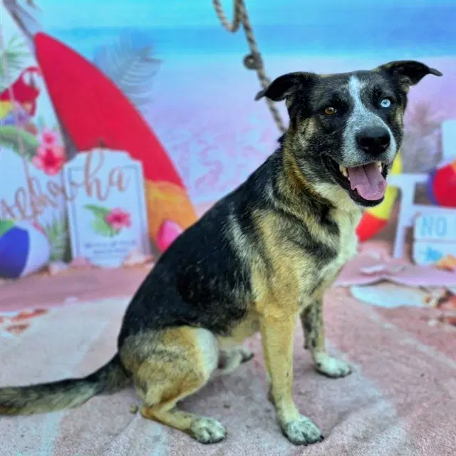 Reese - German Shepherd Dog