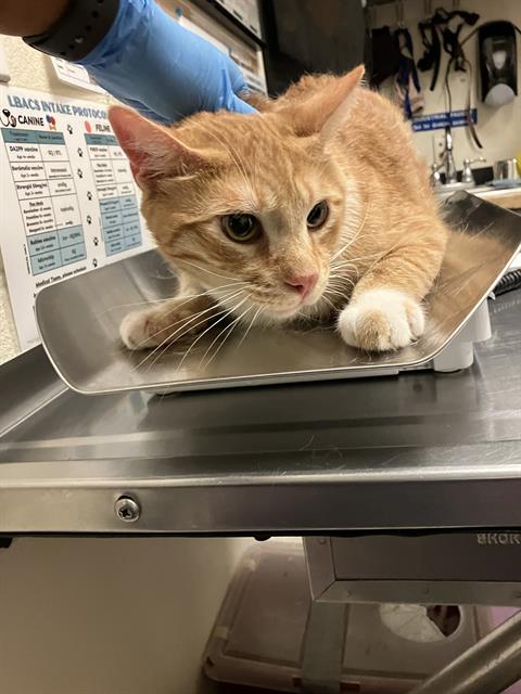picture of the cat needing adoption
