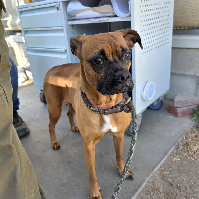 Tadpole - Boxer