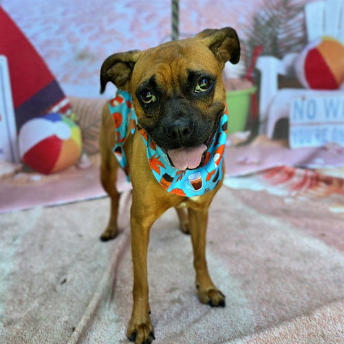 picture of the dog needing adoption