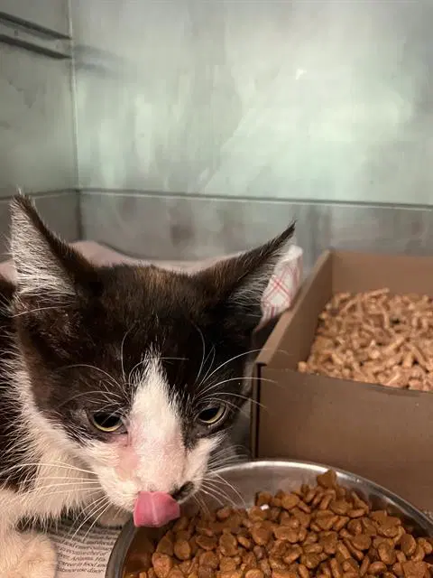 Rocky - Domestic Short Hair