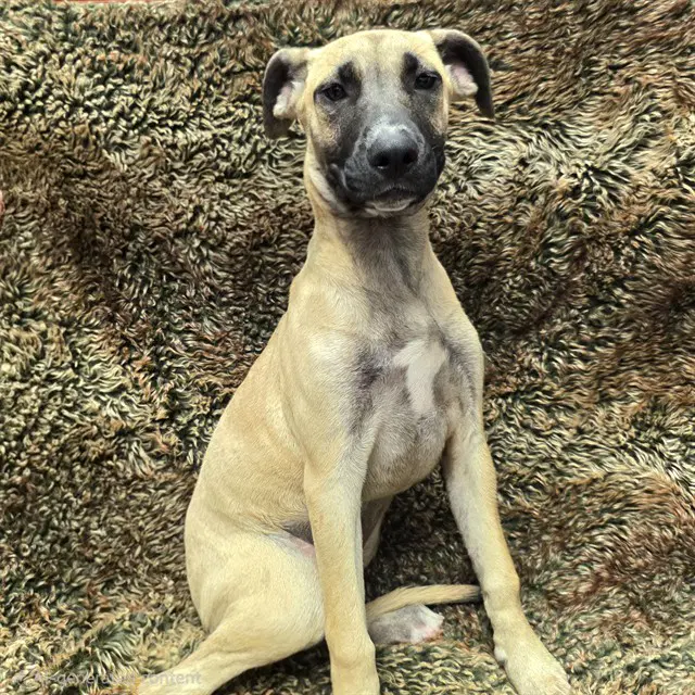 Cashmere - Mastiff