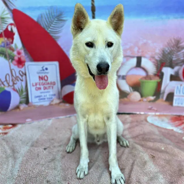 Unknown - Siberian Husky