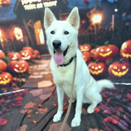 *JEREMIAH, a dog for adoption from Long Beach Animal Care Services