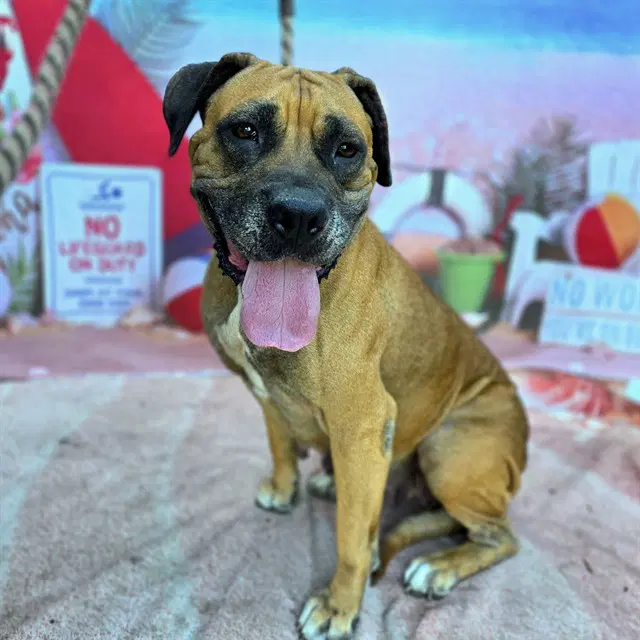 Satin - Mastiff