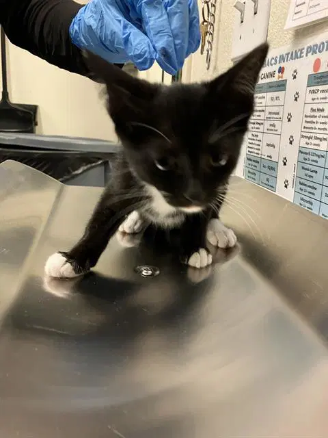 Unknown - Domestic Short Hair
