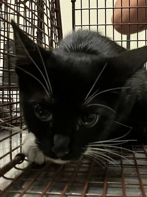 Zoop - Domestic Short Hair