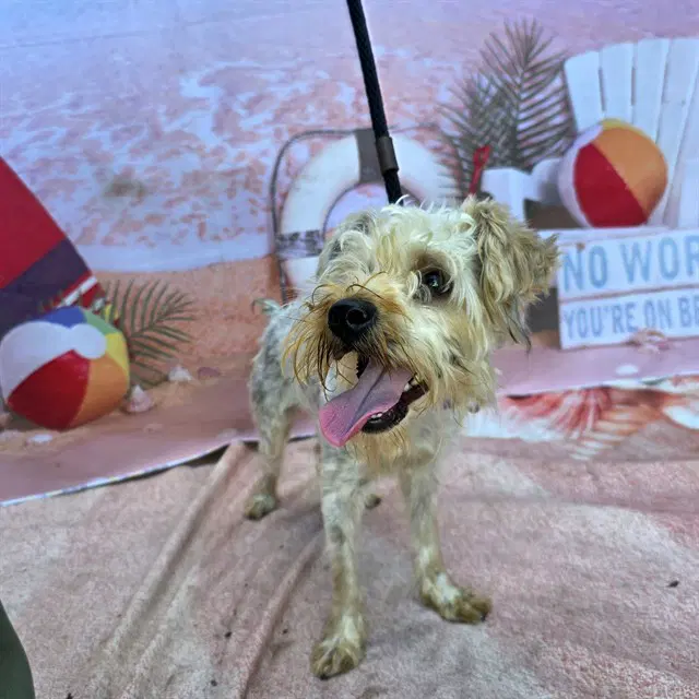 Sunny - Yorkshire Terrier Yorkie