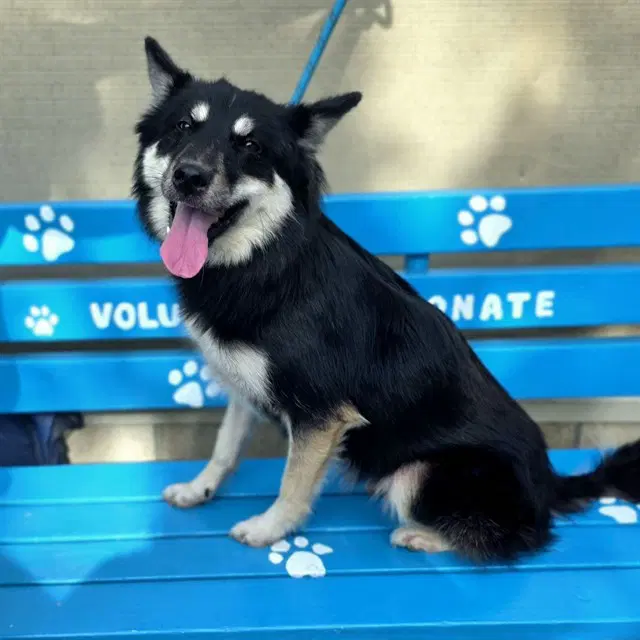 Luna - Siberian Husky