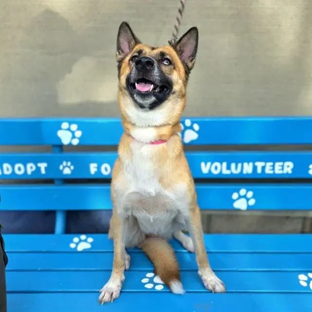 Mila - German Shepherd Dog