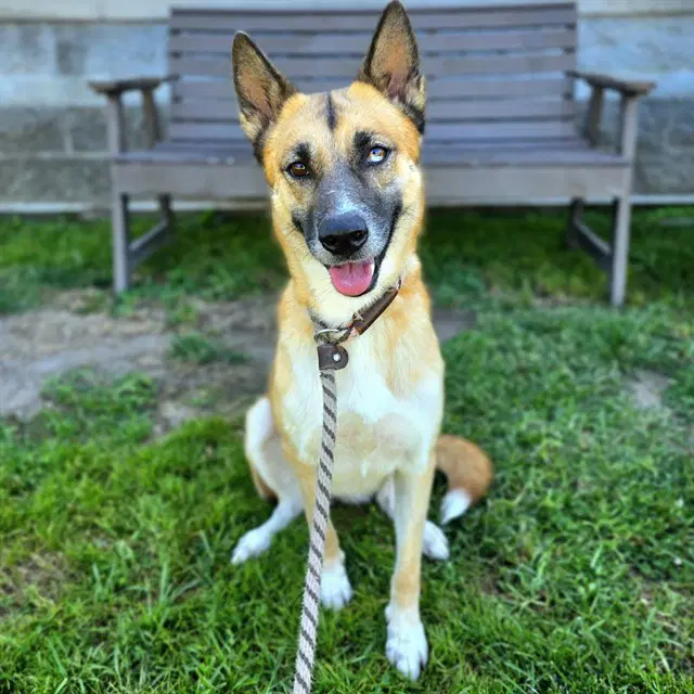 Mila - German Shepherd Dog