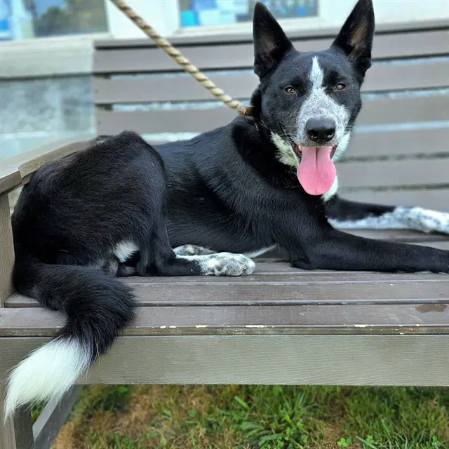 Smokey Joe - Border Collie