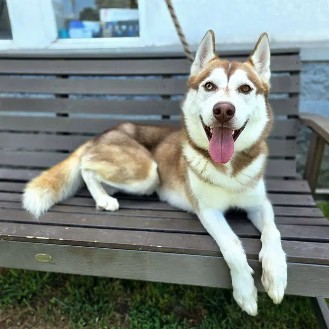 Tillamook - Husky
