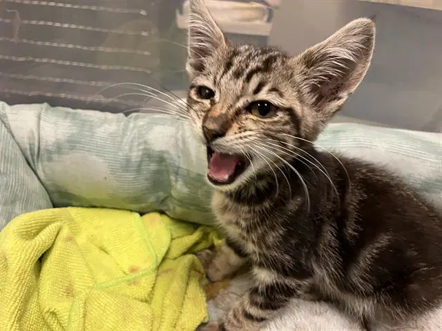 Wima - Domestic Short Hair