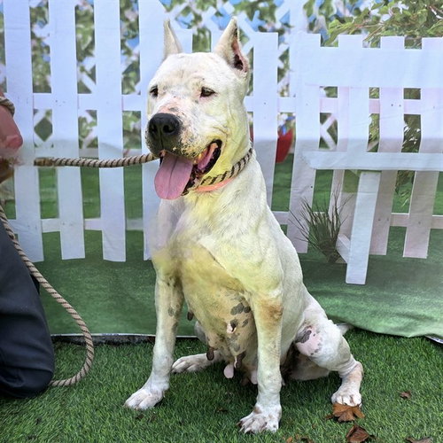 picture of the dog needing adoption