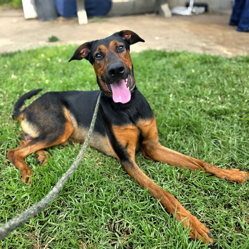 picture of the dog needing adoption