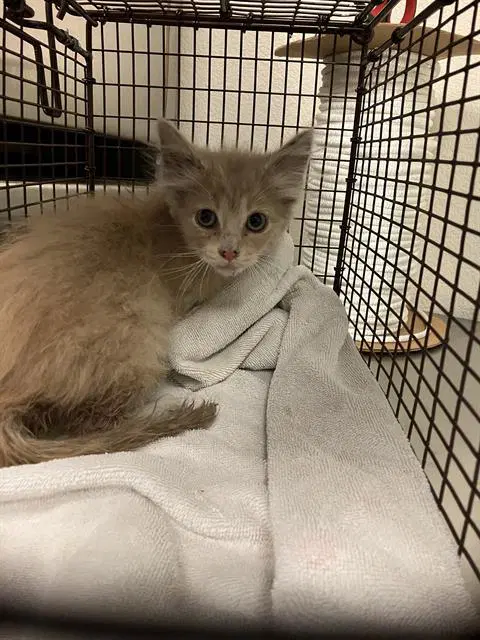 Nimbus - Domestic Short Hair