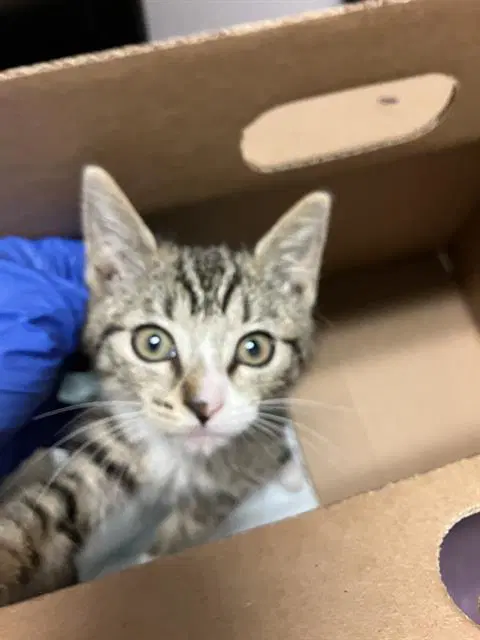 Mary - Domestic Short Hair