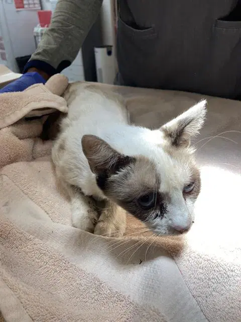 Gypsy - Siamese
