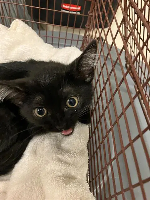 Obsidian - Domestic Short Hair