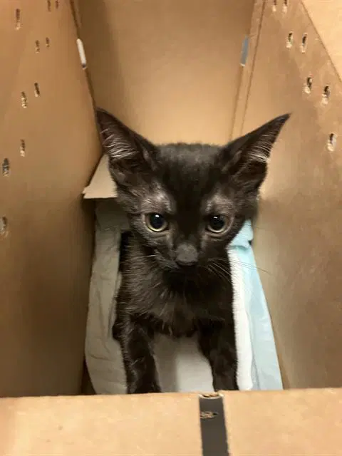 Amsterdam - Domestic Short Hair