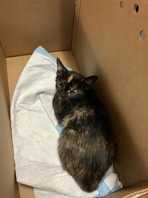 India - Domestic Short Hair