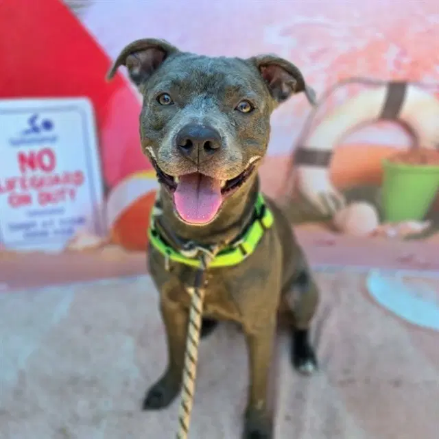 Hoka - Pit Bull Terrier