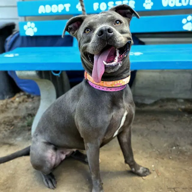 Hoka - Pit Bull Terrier