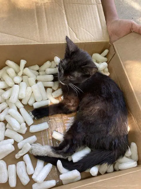 Lulu - Domestic Short Hair